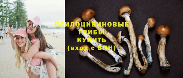 PSILOCYBIN Гусиноозёрск